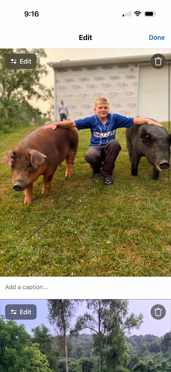 Contribution To Jayse 4-h pigs