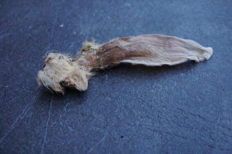 Oreja de conejo con pelo