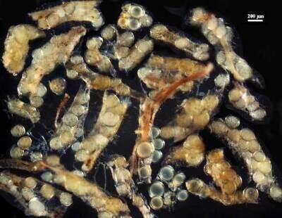 Rhizophagus