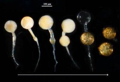 Acaulospora