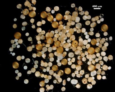 Ambispora