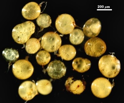 Funneliformis