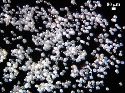 Archeospora