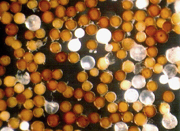 Entrophospora