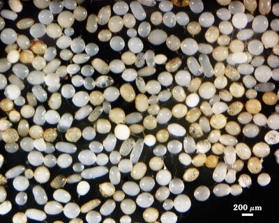 Cetraspora