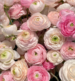 Ranunculus Chamallo Ranunculus Chamallo