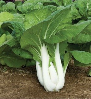 Bok Choi baby