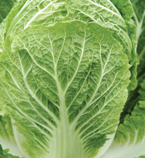 Cabbage Napa Cabbage Napa