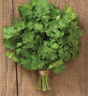 Herbs, Cilantro