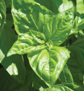 Herbs, Basil  Italian