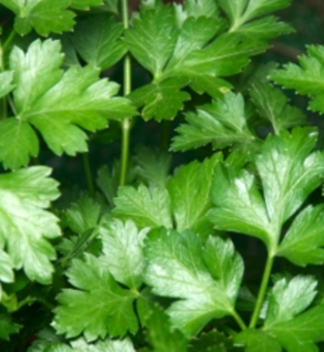 Herbs, Parsley