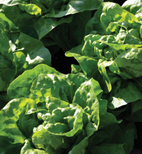Lettuce Adrianna Butter