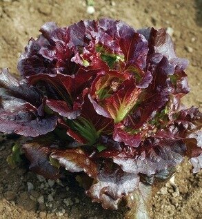 Lettuce Head - Cherokee (Red Romaine)