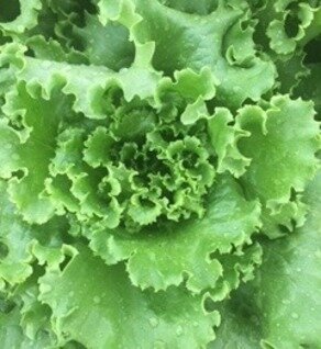 Lettuce head Muir