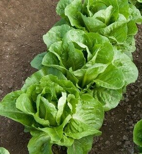 Lettuce  Romaine