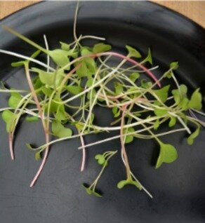 Microgreens - Fiery Asian Microgreens - Fiery Asian