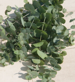 Eucalyptus Bunch