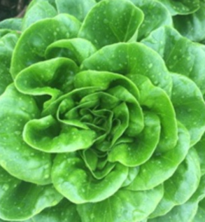 Lettuce Green Butter