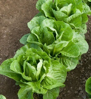 Lettuce  Romaine