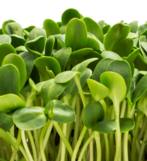Microgreens - Sunflower