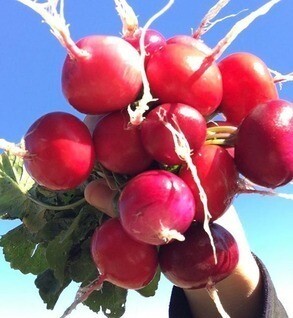 Radish Red