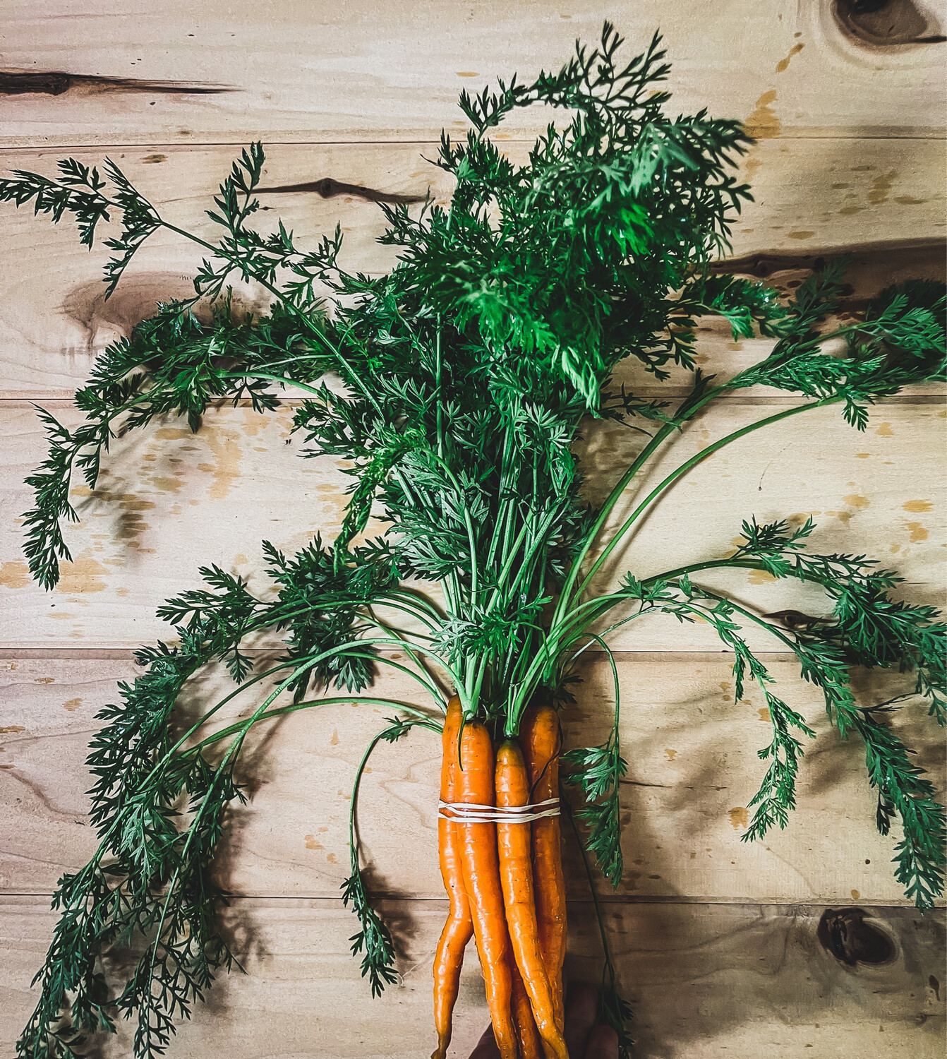 carrots-baby