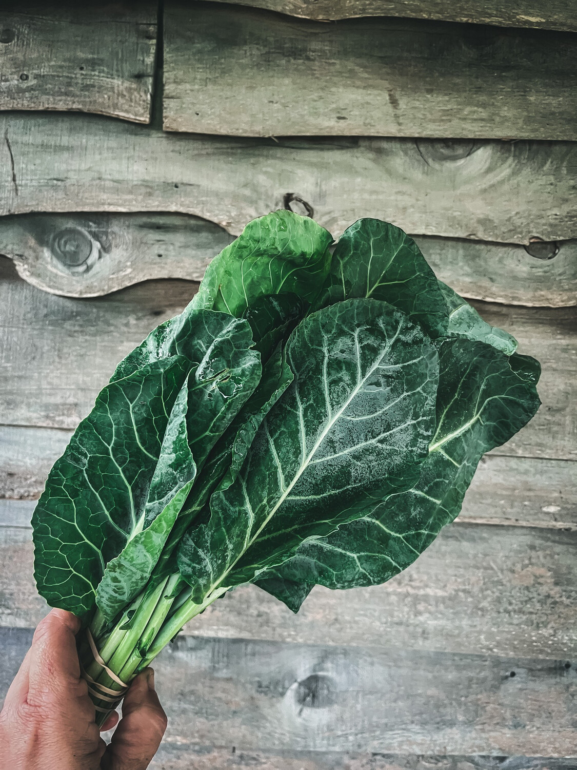 Collard Bunched