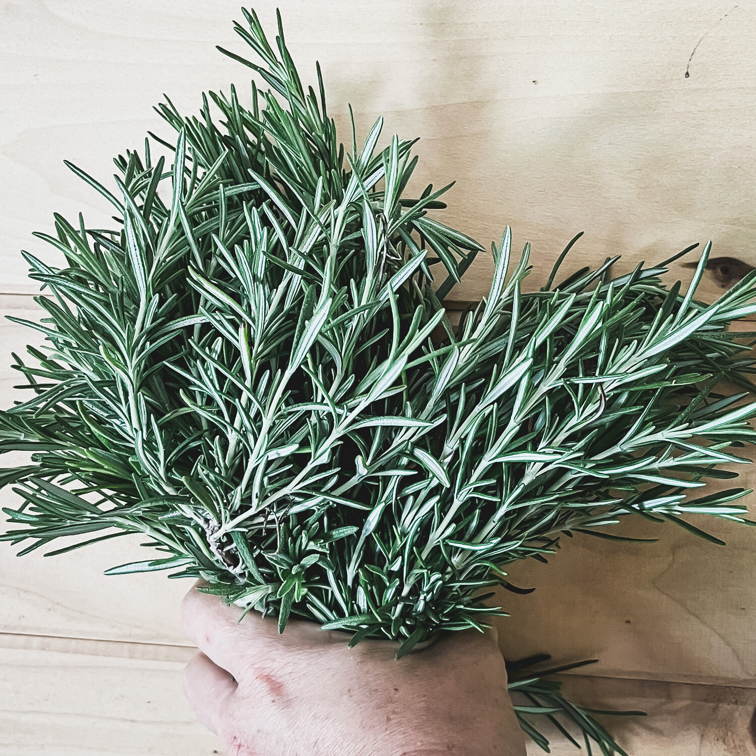 Herbs, Rosemary