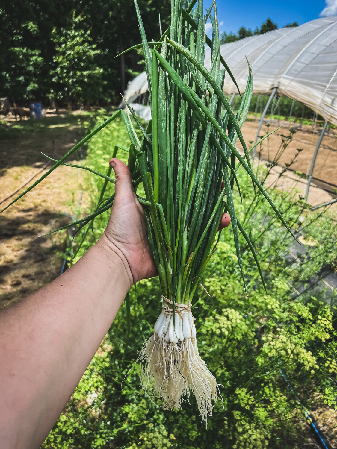 Onions green (scallions)