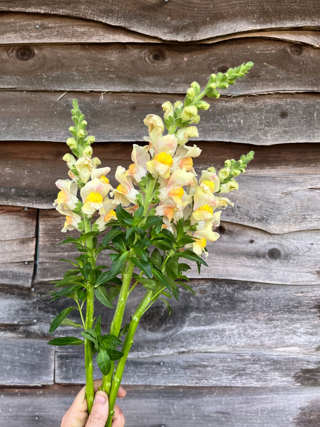 Snapdragon, Costa Apricot