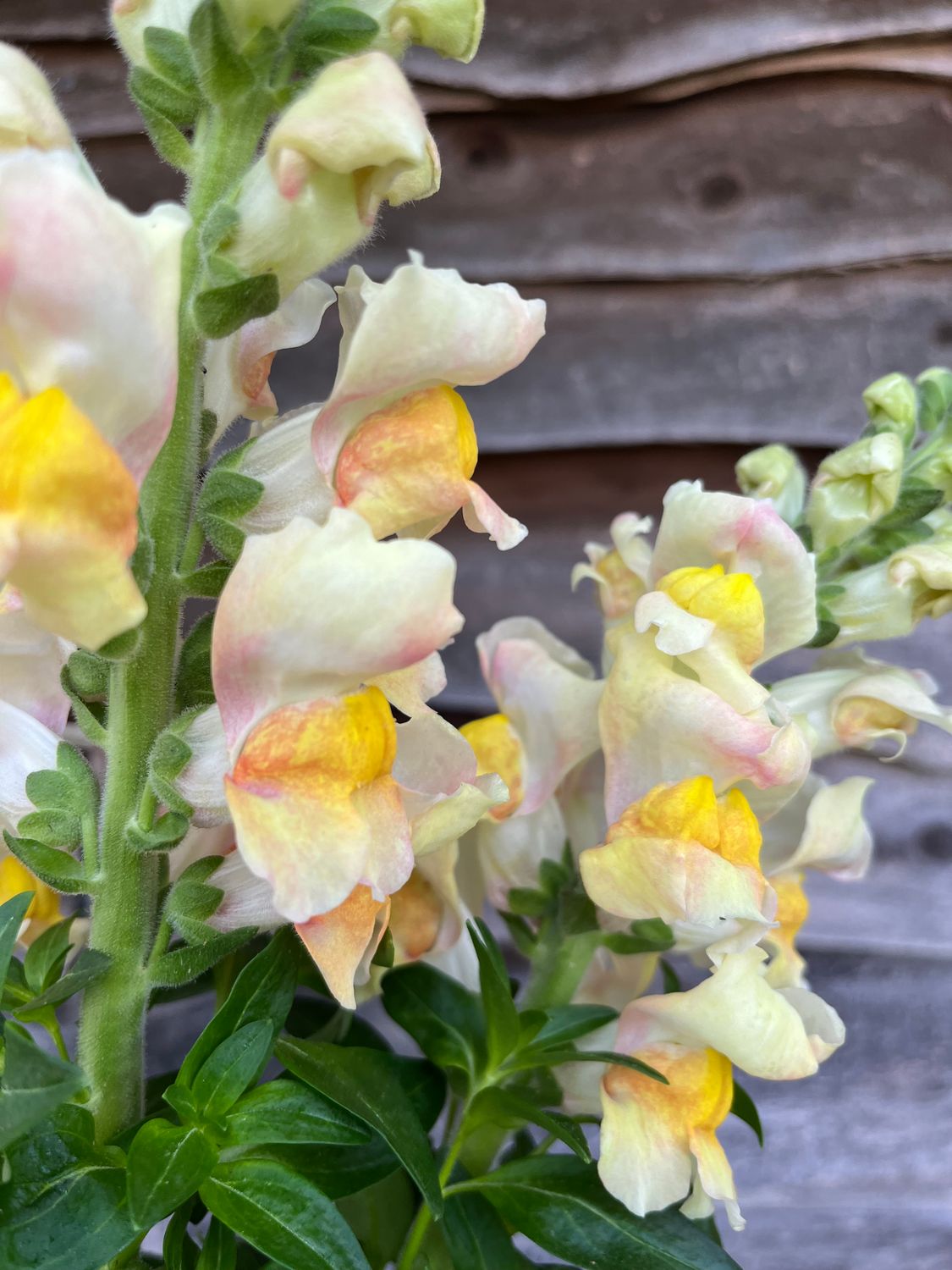 Snapdragon, Costa Apricot