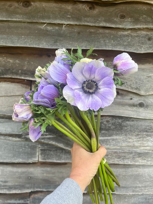 Anenome, Lavender Anenome, Lavender