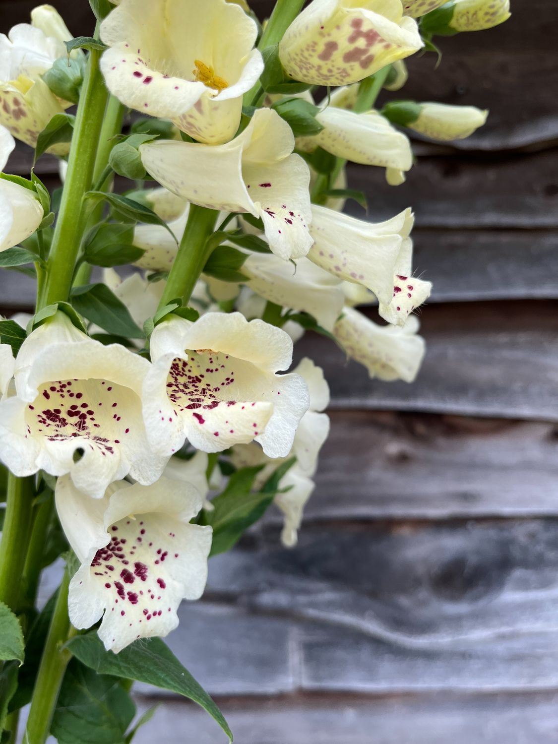 Foxglove, cream