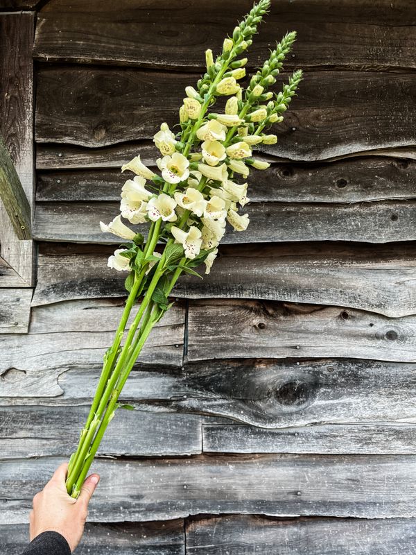 Foxglove, cream