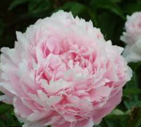 Peony, Pillow Talk
