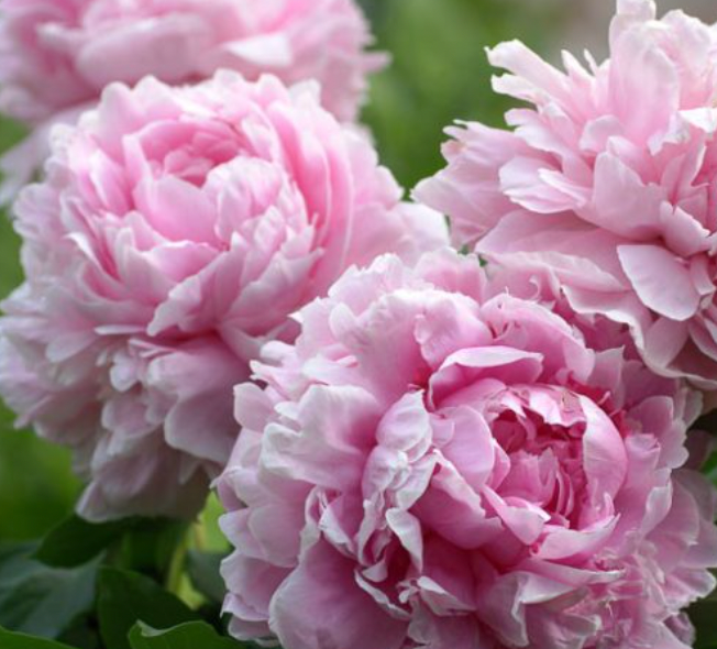 Peony, Sarah Bernhardt