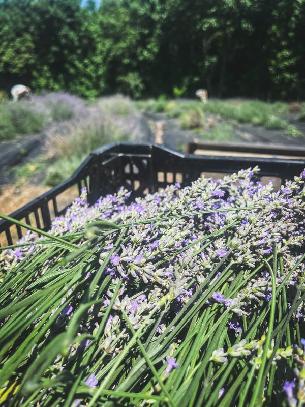 Dried Lavender Bundles