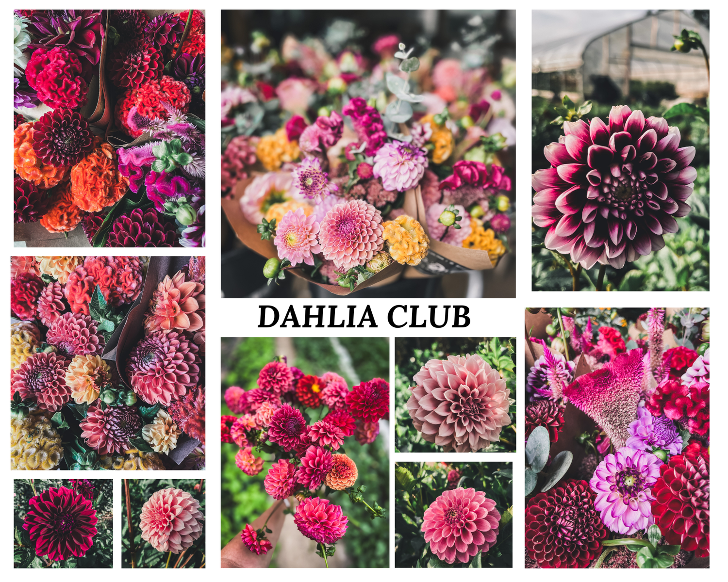 Fall Dahlia Club