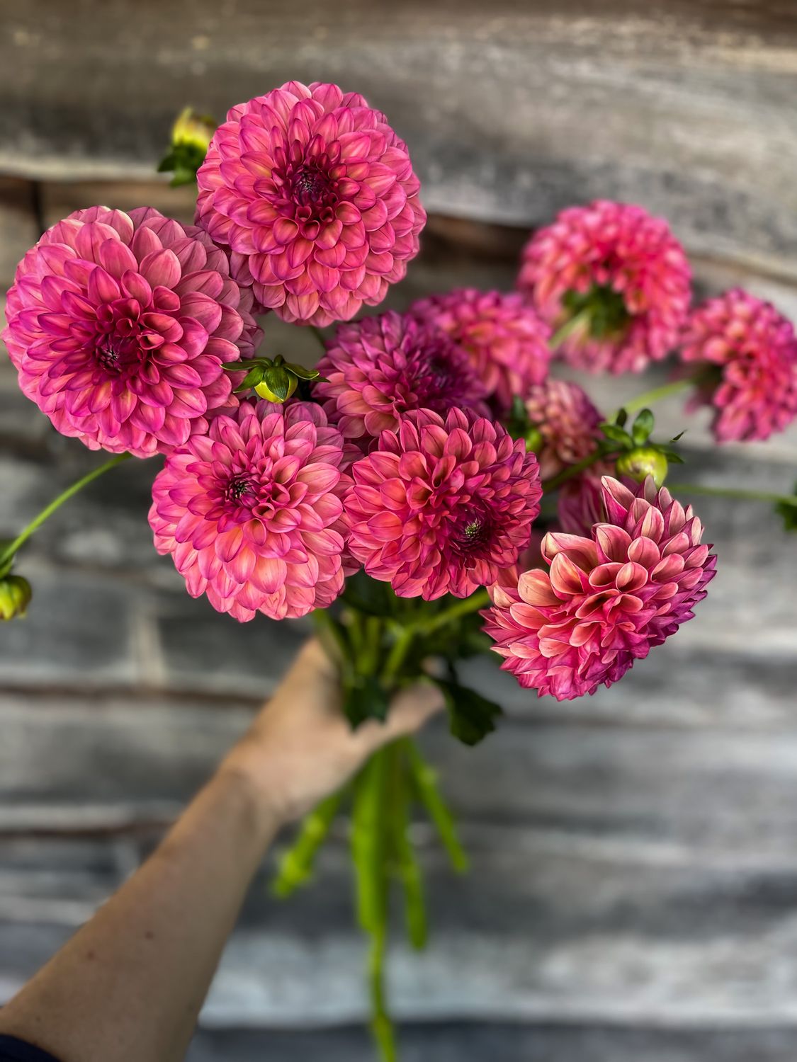 Pig & Leaf Dahlia - Thumbnail 2