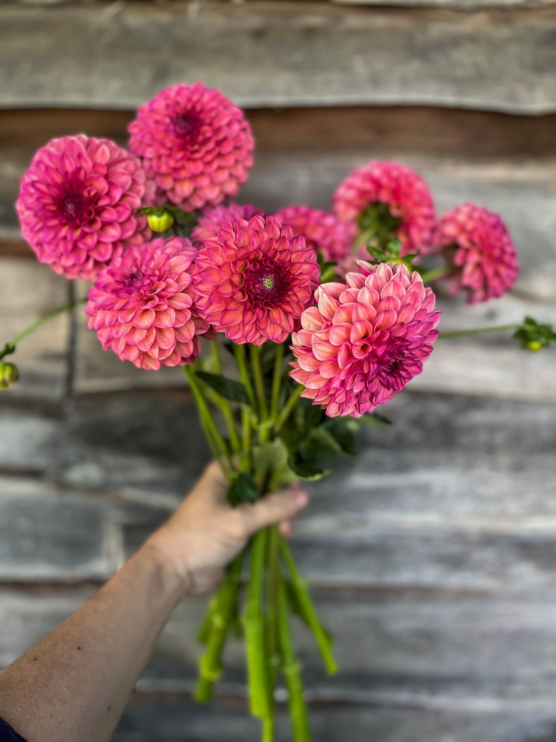 Pig & Leaf Dahlia - Thumbnail 3