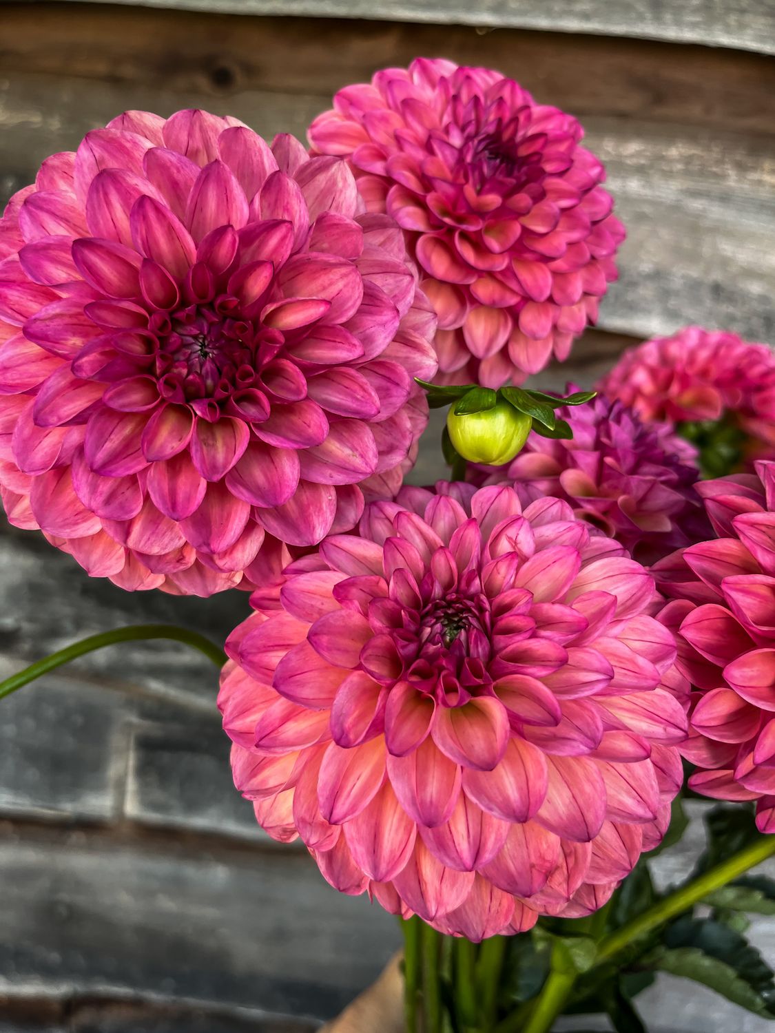Dahlia, Mystique