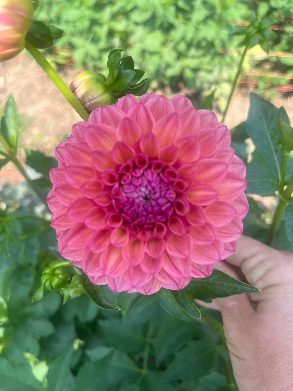 Dahlia, Peachy Pink ball