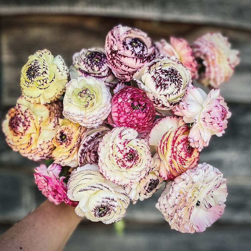Ranunculus Striato Mix Ranunculus Striato Mix