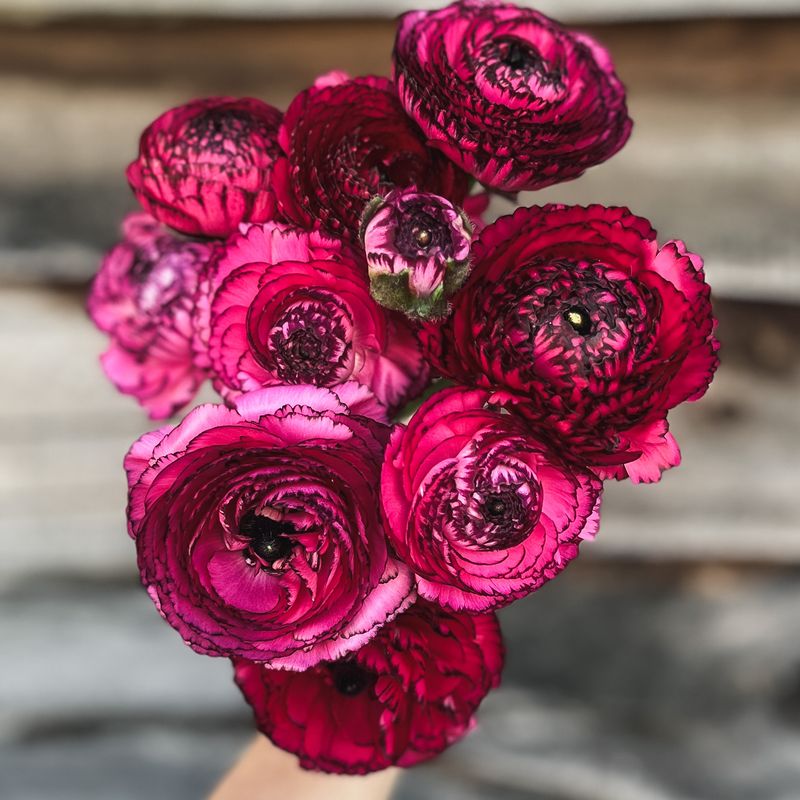Ranunculus, Rosa Striato Ranunculus, Rosa Striato