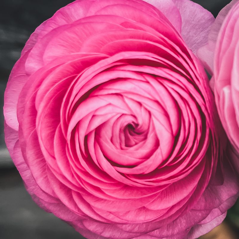 Ranunculus, Rosa medium pink Ranunculus, Rosa medium pink