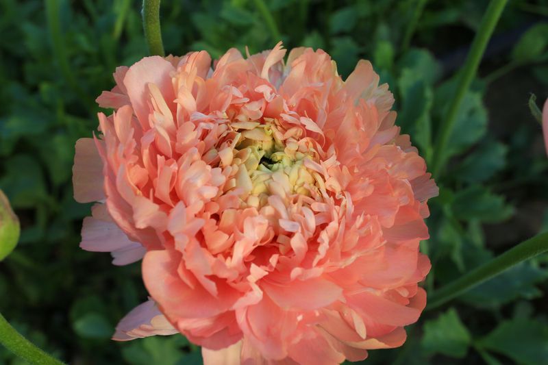 Ranunculus, Grand Pastel (Cloni type) Ranunculus, Grand Pastel (Cloni type)