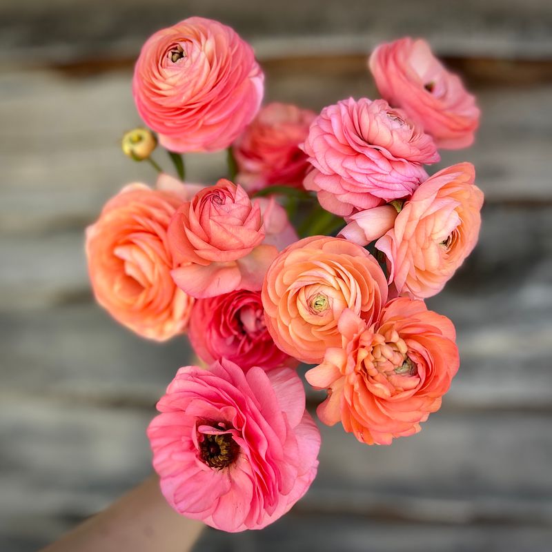 Ranunculus, Salmone Ranunculus, Salmone