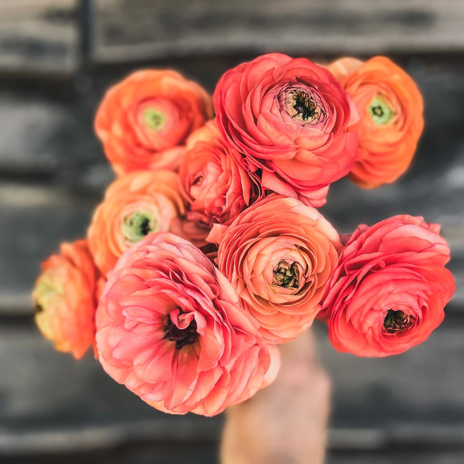 Ranunculus, Tango Ranunculus, Tango