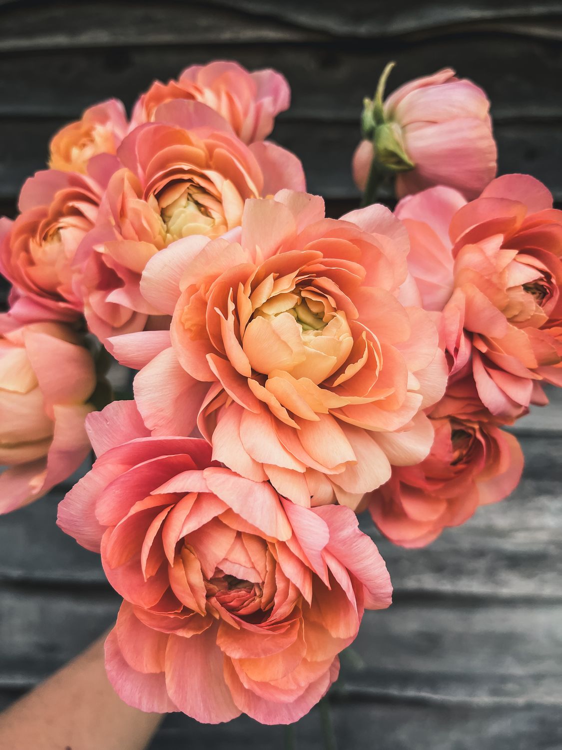 Ranunculus, Grand Pastel (Cloni type)