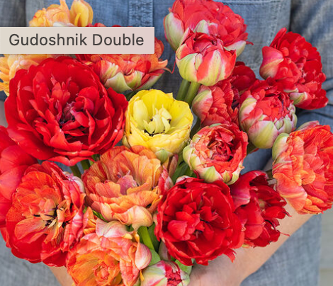 Tulip, Gudoshnik Tulip, Gudoshnik